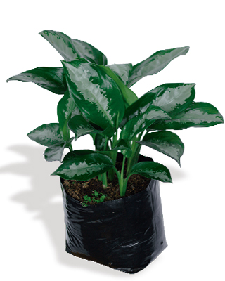 Aglaonema-pattaya