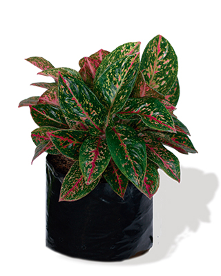 Aglaonema-reina