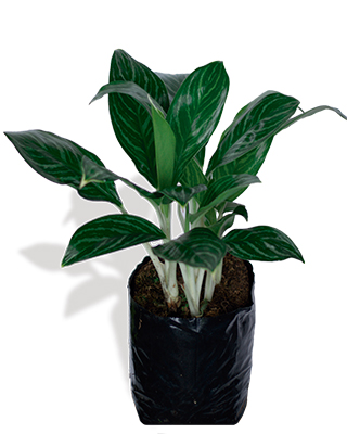 Aglaonema-white
