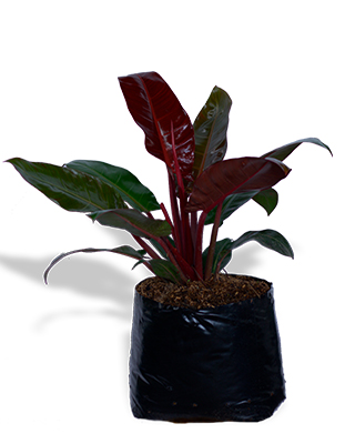 Filodendo-red-king
