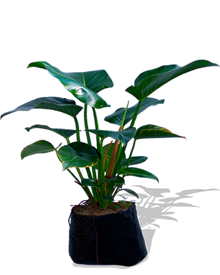 Filodendro congo verde