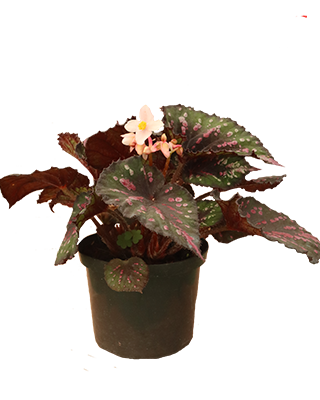 Begonia_rex