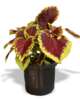 Planta-gitana-m14