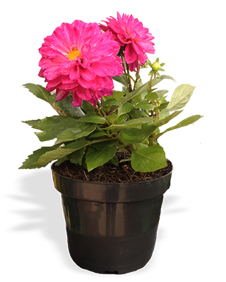 PLANTA-DALIA-M14