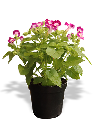 Planta-gotelia-m14