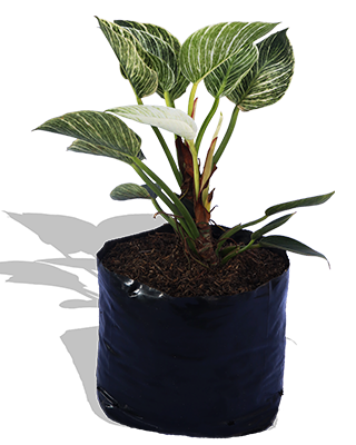 Planta_Filodendro_birkin