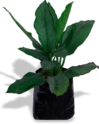 Planta_dollar_gigante