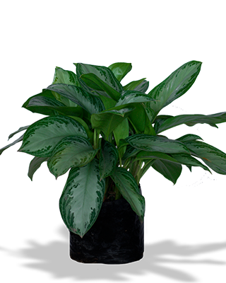 Planta_dollar_silver