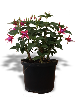 Planta_fucsia-m14