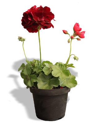 Planta_geranio-m14