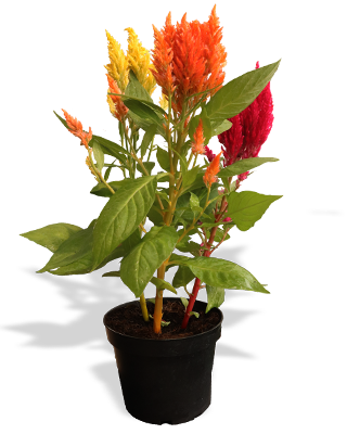 Planta_plumosa_m14