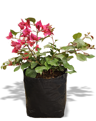 Planta_veranera_comun