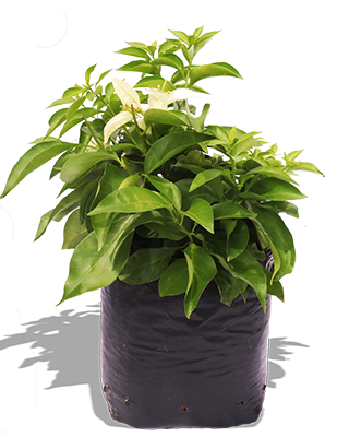 Planta_veranera_hibrida