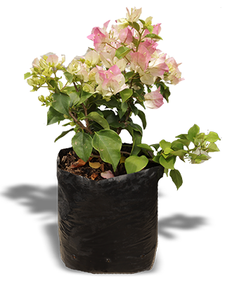 Planta_veranera_porcelana
