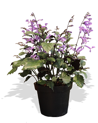 Plectranthus_m14