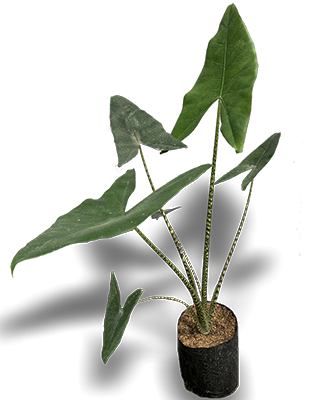 ALOCASIA_AMAZONICA_B14