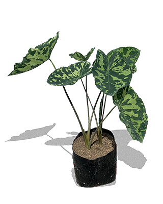 ALOCASIA_MILITAR_B14