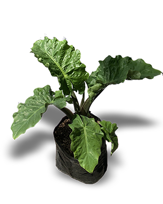 ALOCASIA_REPOLLO_B14