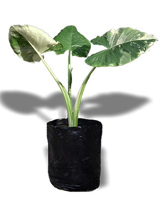 ALOCASIA_VARIEGADA-B14