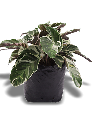 CALATHEA_LOIS-B10