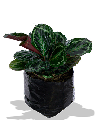Calathea-medallon