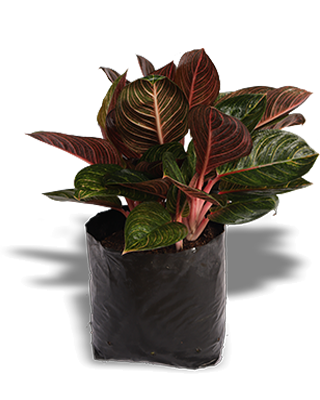 SUMATRA_B14-PLANTA