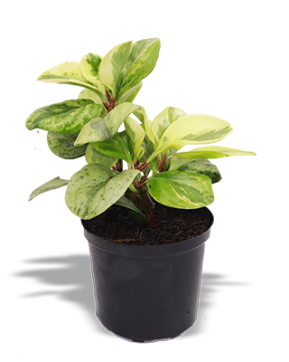 CAT -CONGA VARIEGADA
