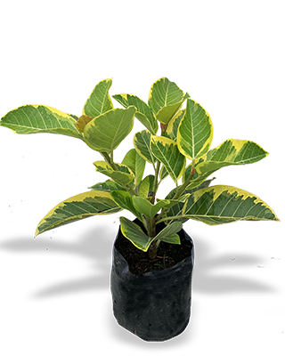 FICUS ALTISIMA