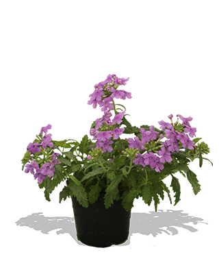 CATA - VERBENA