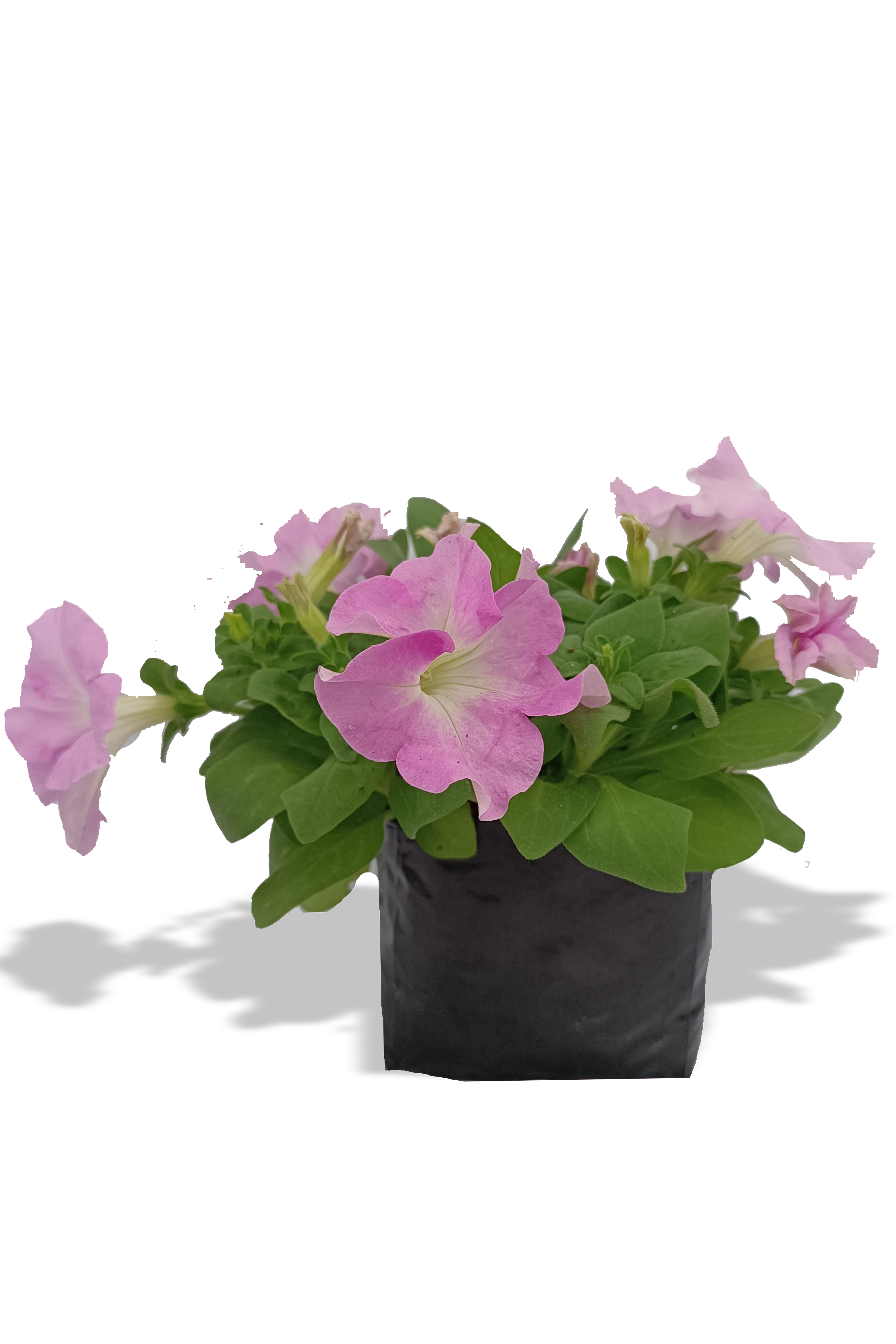 PETUNIA PW
