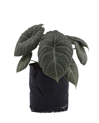 Alocasia maharania