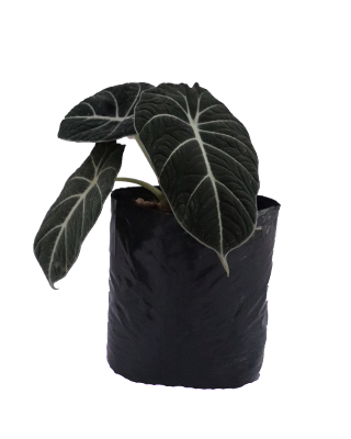 Alocasia negra plateada