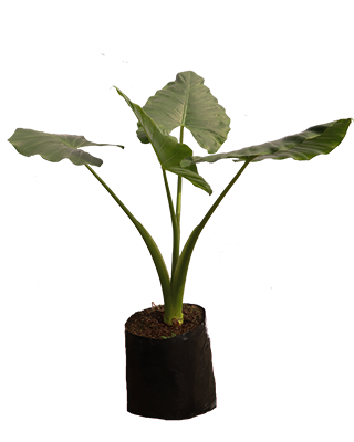 Alocasia verde