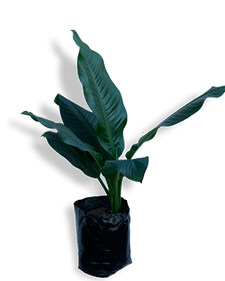 DIEFFENBACHIA COMUN