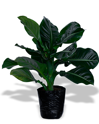 DIEFFENBACHIA MACHO