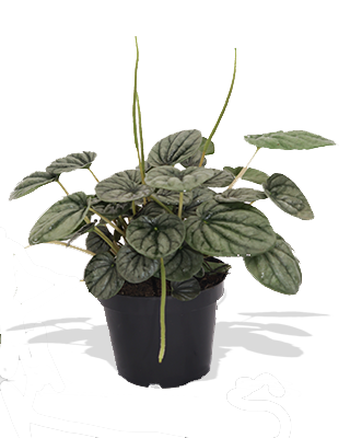 PEPEROMIA VELITA
