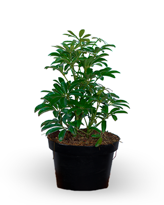cheflera enana