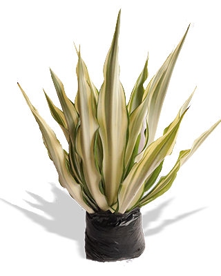 AGAVE FINO VARIEGADO