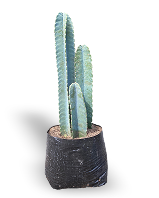 CACTUS CEREUS