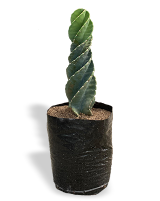 CACTUS TORNILLO