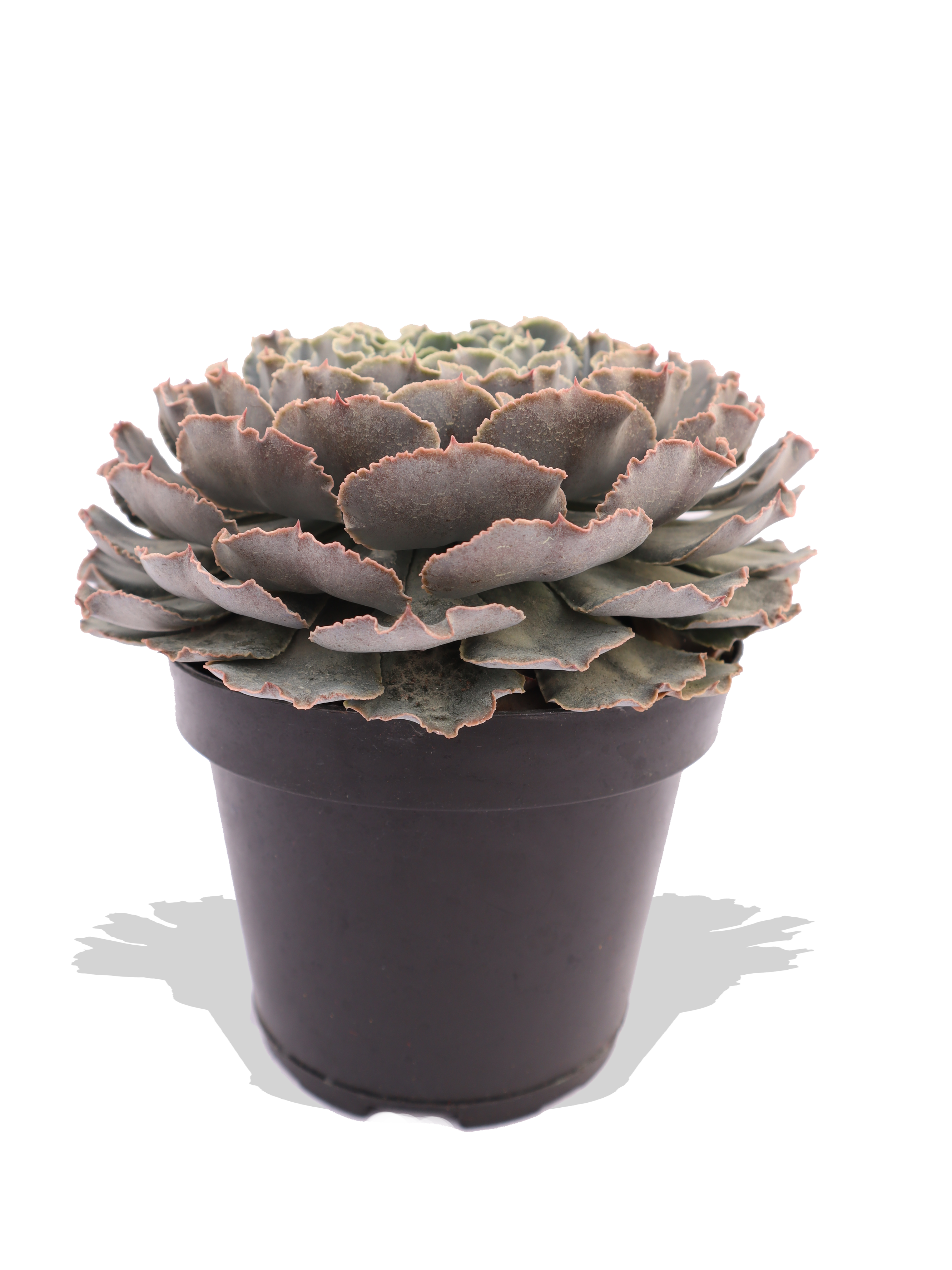 SUCULENTA