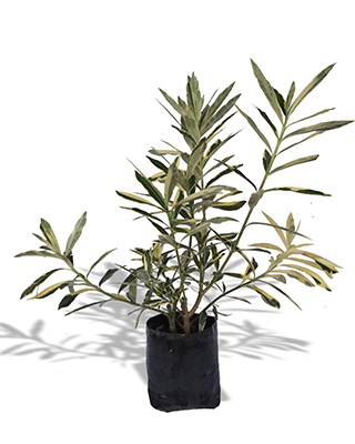 abano variegado