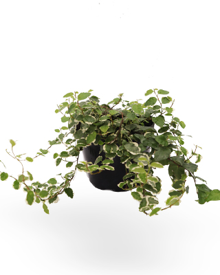 cat- ficus rastrero