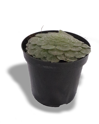 flor de jerico