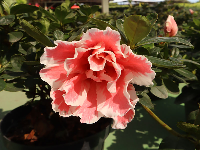 Biflora descripción - Vivero el Rosal