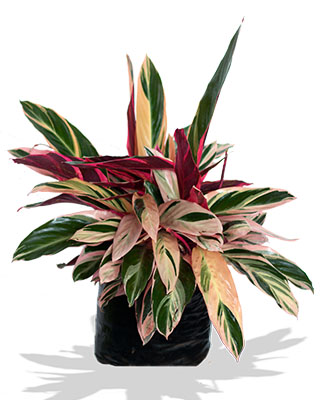 CALATHEA TRIOSTAR