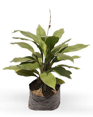 ANTURIO VENA MORADA