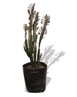Cactus tres filos rojo