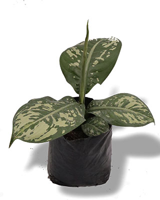 Dieffenbachia variegada