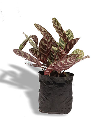 CALATHEA MAKOYANA